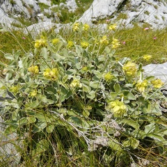Potentilla speciosa