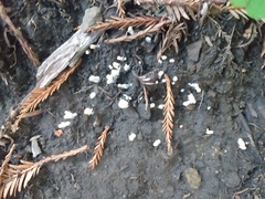 Microporellus