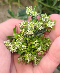 Lepidium crassum