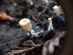 Microporellus
