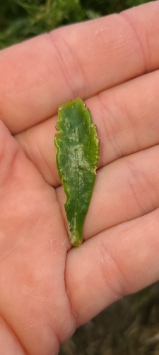 Image of Lepidium crassum by no rights reserved
