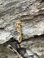 Moerarchis inconcisella