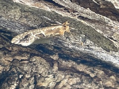 Moerarchis inconcisella