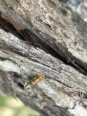 Moerarchis inconcisella