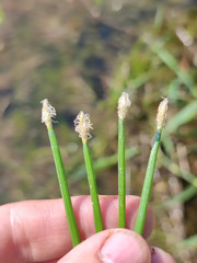 Eleocharis mamillata