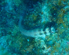 Crossosalarias macrospilus