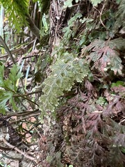 Hymenophyllum frankliniae