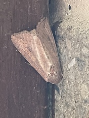 Mythimna convecta