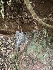 Hymenophyllum scabrum