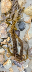 Undaria pinnatifida