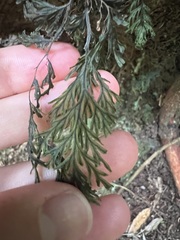 Hymenophyllum scabrum