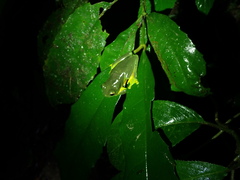 Ranoidea xanthomera