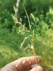 Poa angustifolia