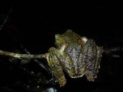 Ranoidea serrata
