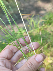 Poa angustifolia