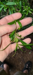Coprosma linariifolia