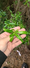 Coprosma linariifolia