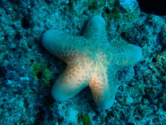 Choriaster granulatus