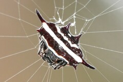 Gasteracantha doriae