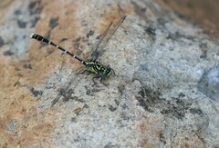 Hemigomphus heteroclytus