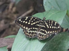 Lexias