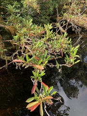 Anopterus glandulosus