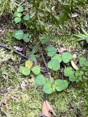 Nertera dichondrifolia