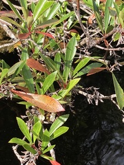 Anopterus glandulosus