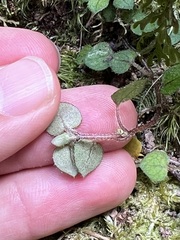 Nertera dichondrifolia