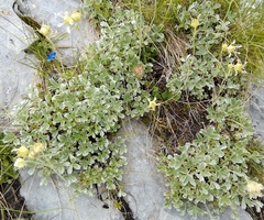 Potentilla apennina