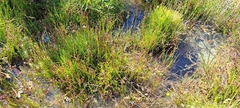 Triglochin palustris