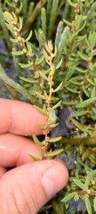 Suaeda novae-zelandiae