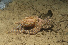 Hapalochlaena maculosa