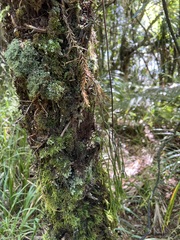 Phlegmariurus billardierei