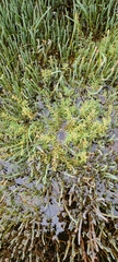 Suaeda novae-zelandiae