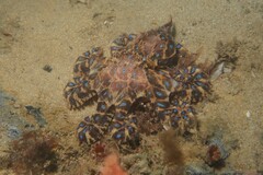 Hapalochlaena maculosa
