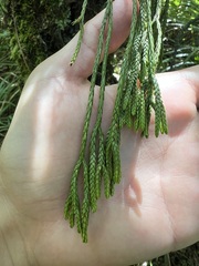 Phlegmariurus billardierei