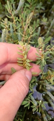 Suaeda novae-zelandiae