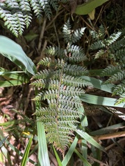 Polystichum silvaticum