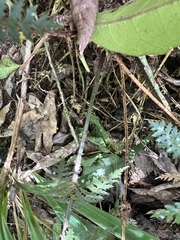 Polystichum silvaticum