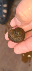 Amphibola crenata