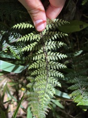 Polystichum silvaticum