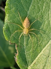 Oxyopes variabilis