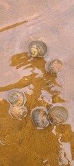 Amphibola crenata
