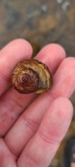 Amphibola crenata