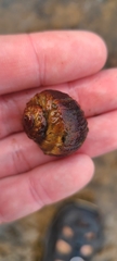 Amphibola crenata