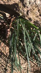 Ophiopogon