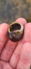 Amphibola crenata