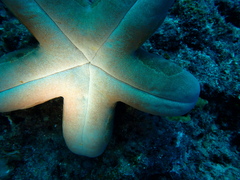 Choriaster granulatus