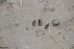 Nyctereutes procyonoides